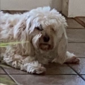 Meet your Posher, Joe